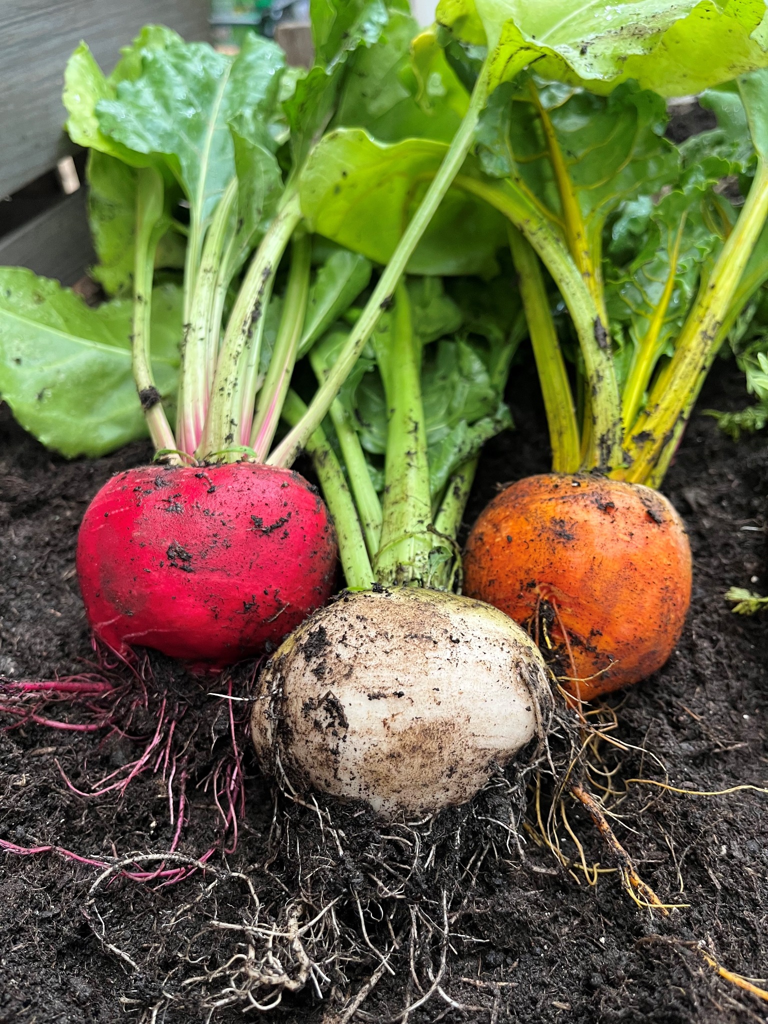 Freshly harvested colourful root vegetables with soil still attached