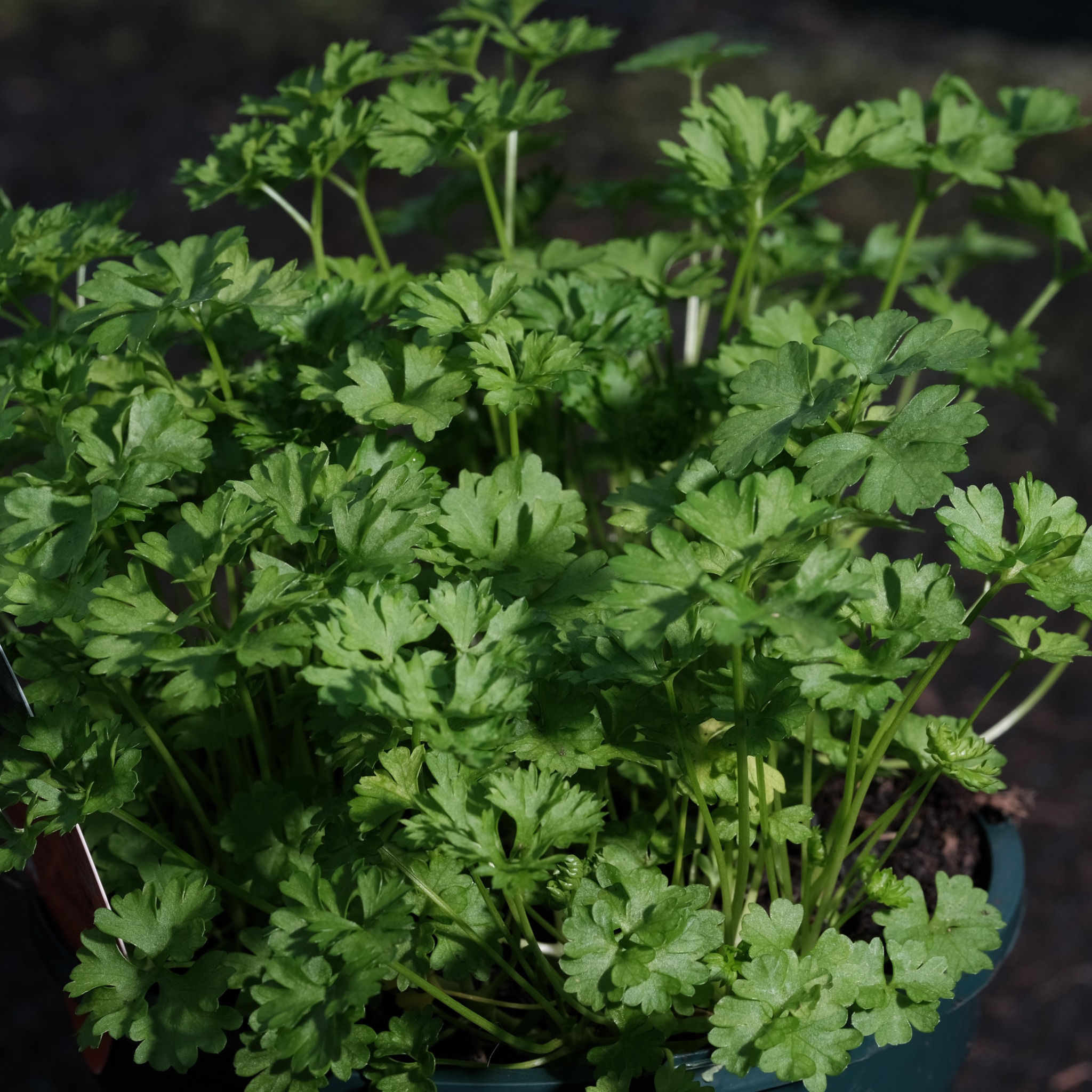 Healthy green plant growth