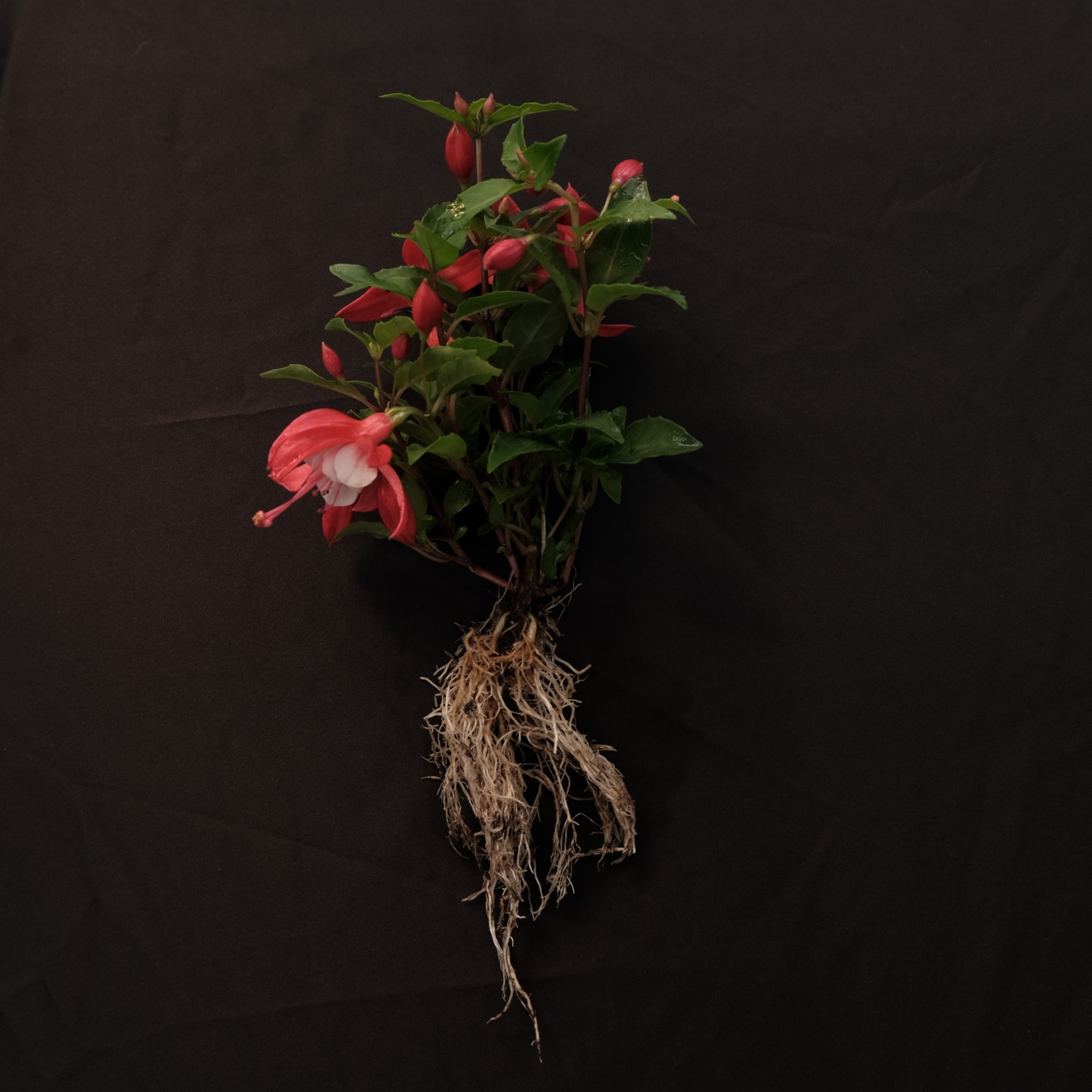 Plant with visible root system