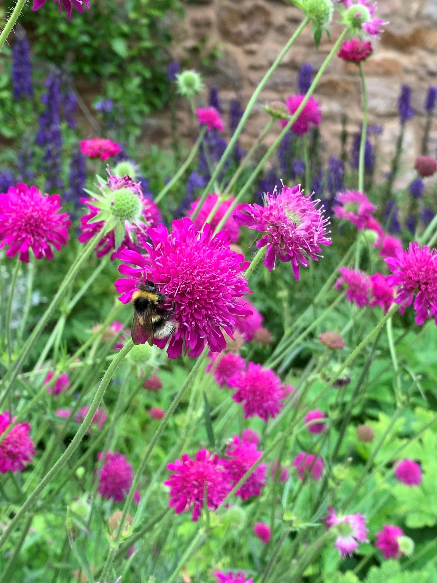 Flowering garden plant