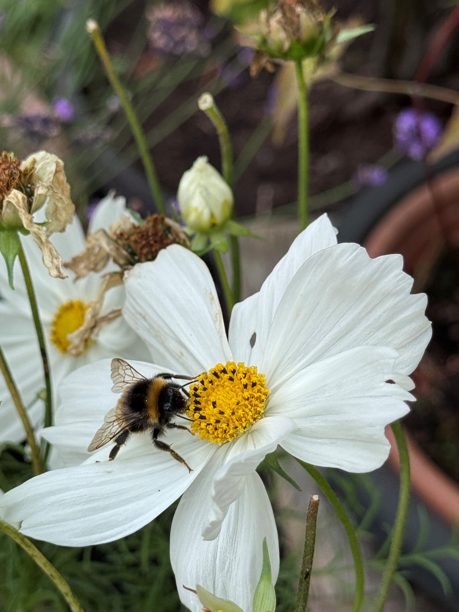 Bumblebee visiting a white flower