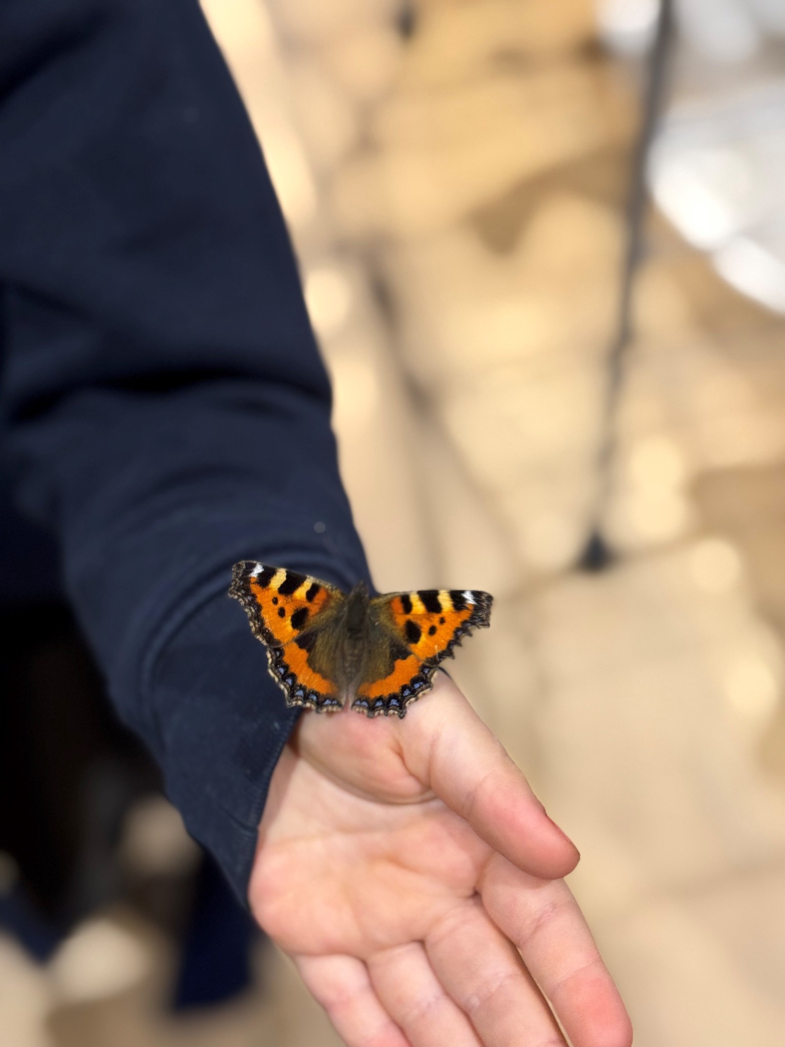 Butterfly resting on a person’s hand