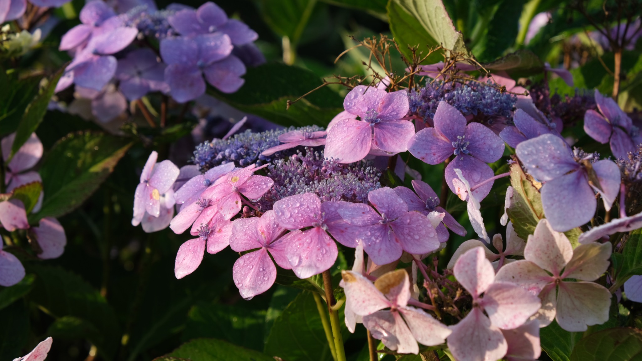 Healthy garden foliage